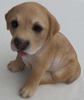 Puppy 2