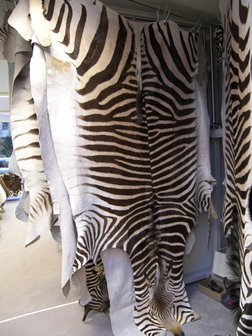 Zebrahuid 02